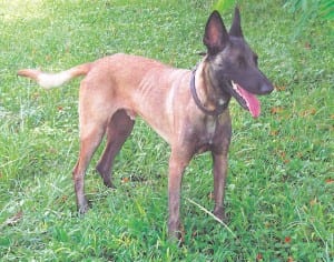 This Dog’s for You-Malinois.