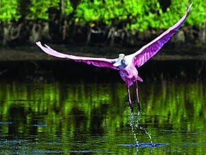 Homestead named Gateway to Everglades, Biscayne NP