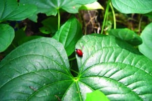 Beetles used to destroy invasive potato leaf vine