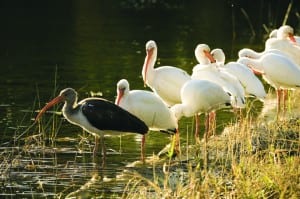 Fairchild TBG accepting entries for Bird Festival photo contest