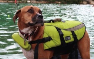 This canine is ready to jump in and dog paddle.