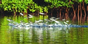 Bay’s wild western shoreline featured in BNP photo exhibit