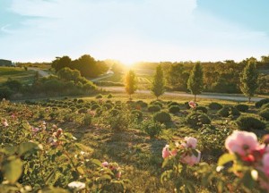 Jurlique's Biodynamic farm in Australia's Adelaide Hills: home to organically grown ingredients and proprietary blends