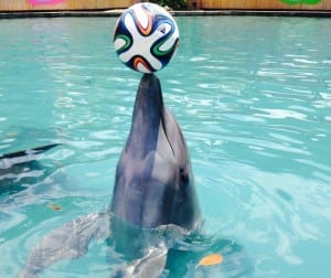 Miami Seaquarium_Soccer Fever