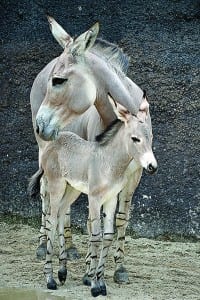 Zoo Miami welcomes three recently born babies