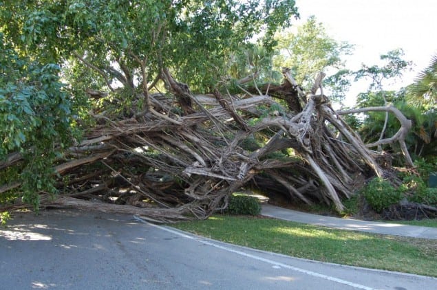 Are your trees hurricane ready?