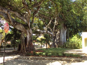 ficus trees in coral gables