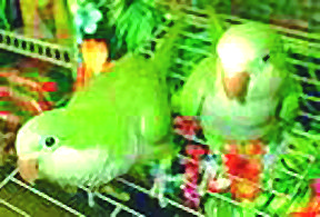 Quarker Parakeets