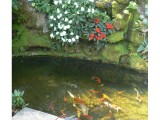 Pond at entrance to the fish farm