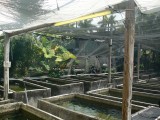 Fish tanks at Neighborhood Fish Farm