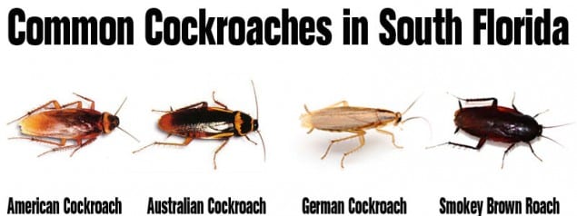 common-cockroaches-south-florida1