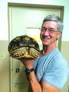 Tortoise swallows a metal sea turtle