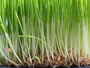 Wheatgrass