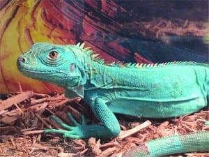 Repticon slithering back to Miami at BankUnited Center, Mar. 14-15