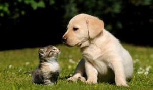 cat-and-dog-cute-friends_359800