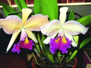 OrchidMania’s annual Show and Sale scheduled at Fascell Park, May 23-24