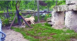 Endangered white lion cubs arrive at Zoological Wildlife Foundation