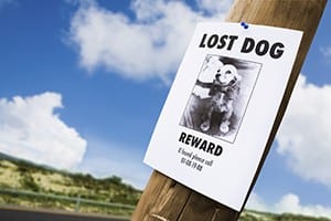 lost puppy poster on a lightpost