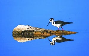 Fairchild’s ‘Birds of South Florida’ photo contests accepting entries