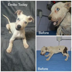 emilio-puppy-collage