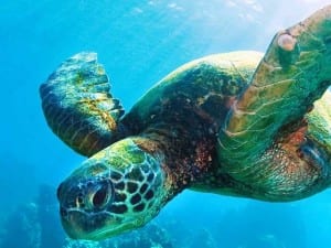 SeaTurtle-1600x600px