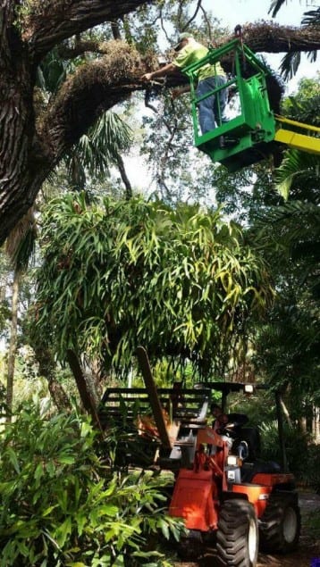 Staghorn ferns