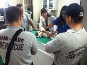 Dr. Sanchez aids pet rescue rehab