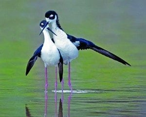 Everglades National Park scheduled to host Big Day Birding Adventures