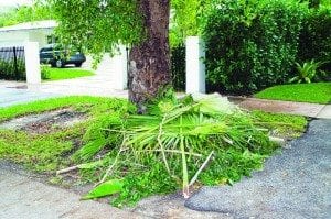 You can help protect city’s swale trees from damage