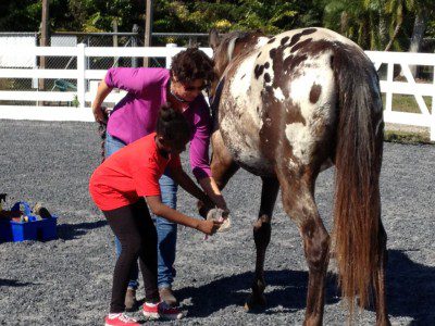 Horses_1-400x300