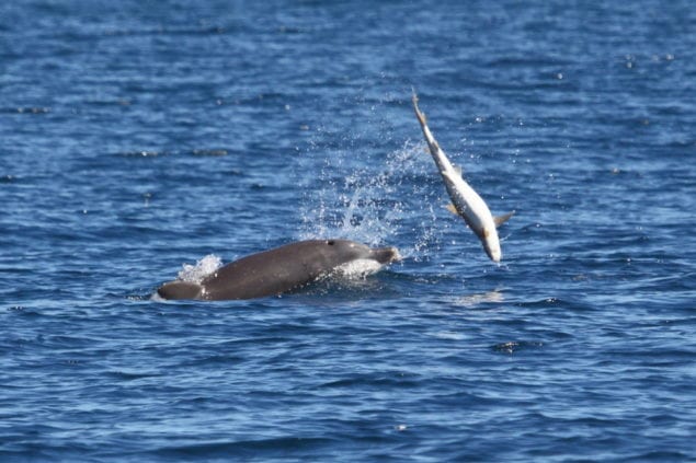 A dolphin caught antagonizing a baby shark.