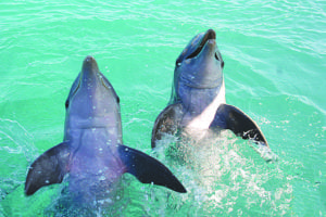 2-blue-lagoon-island-dolphin-encounter