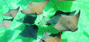 The Stingray Encounter is a safe, informative and fascinating experience.