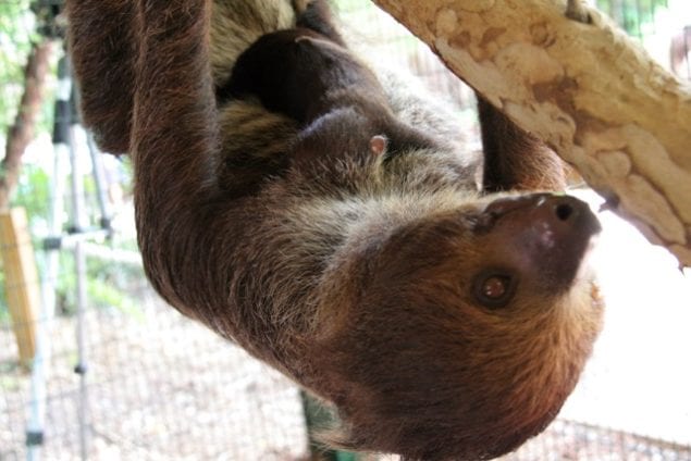 Baby sloth clings to its mother.(Photo courtesy of Jungle Island)