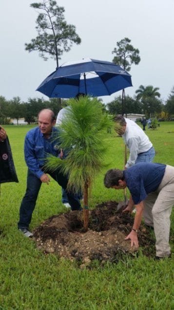 Village adds 19 new pine trees to Palmetto Bay Park