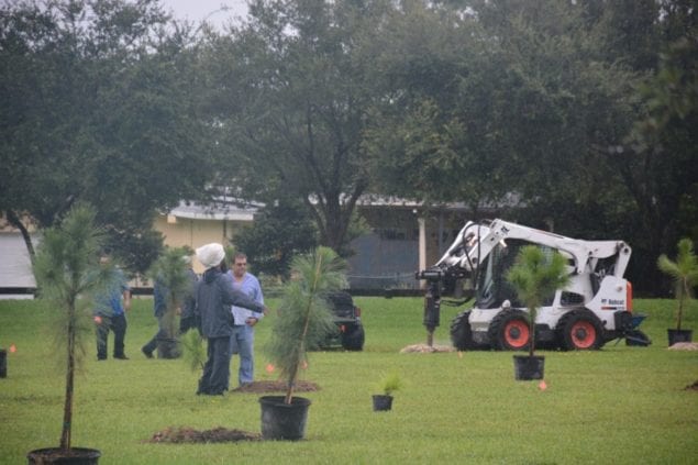 Village adds 19 new pine trees to Palmetto Bay Park