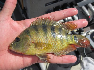 05_2010-06-22_mayan_cichlid-400x300