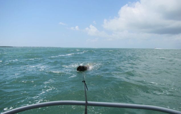 Dangerous floating piling picked up by a Kendall resident and a member of our flotilla, Mark Chiappone