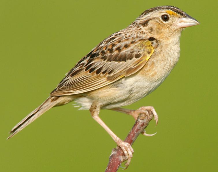 Free lecture at Deering Estate on Florida Grasshopper Sparrow – Miami's ...