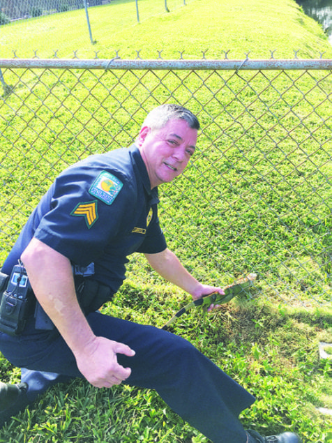 Pinecrest officer saves trapped iguana