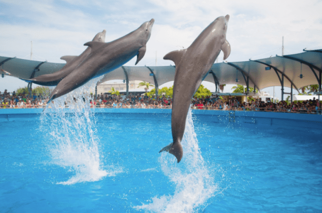 dreaming-with-dolphins-miami