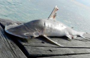 bonnethead-shark-south-water-caye