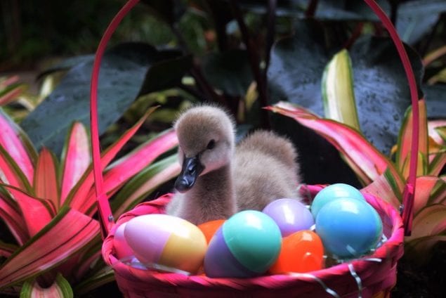 Mega Egga Hunt! Adventure at Jungle Island, Apr. 14-16