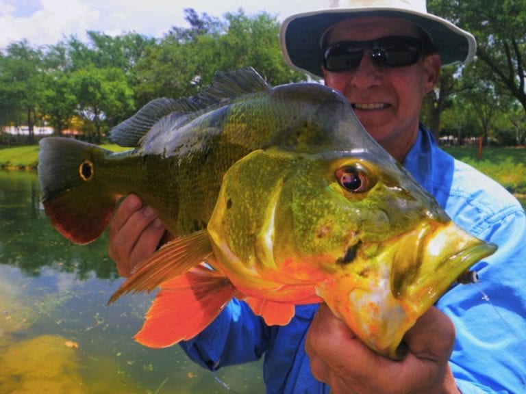 Fly Fishing Monster Peacock Bass With “the Bonefish Whisperer 