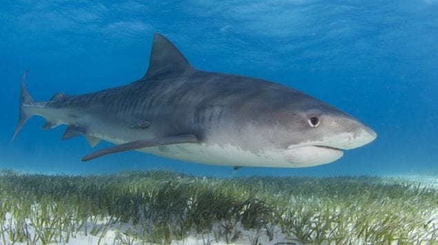 242612-5-Tiger-shark-and-seagrass-e1501075245573