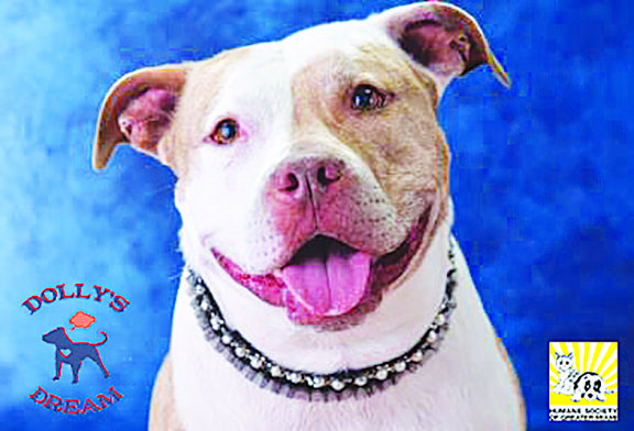 Humane Society and Dolly’s Dream join to find homes for 'square-headed' dogs