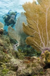 A diver explores the coral reef in the Florida Keys National Marine Sanctuary off Key Largo, Fla. The reef system is the only contiguous coral barrier reef in North America. Photo by Bob Care/Florida Keys News Bureau