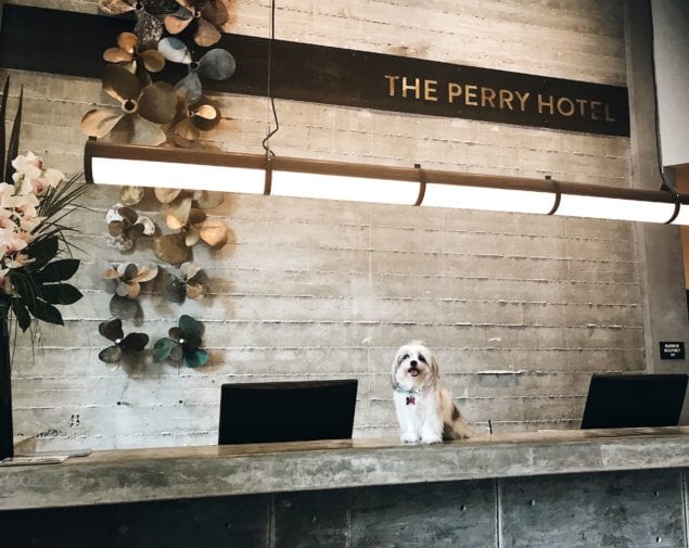 the-perry-hotel-dog-1-min