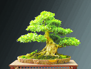 bonsai