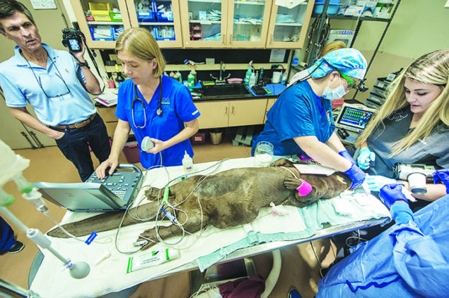 Zoo Miami's endangered giant otter receives double root canal procedure